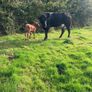 Incalf Heifers for sale Image 6