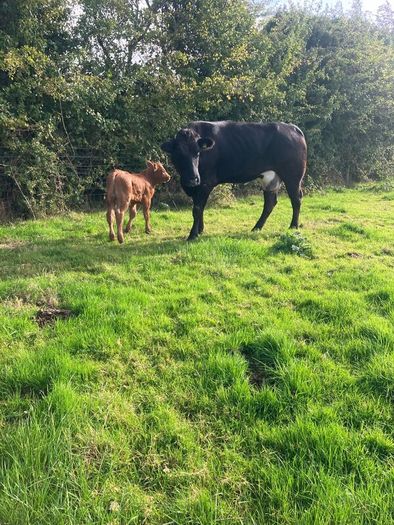 Incalf Heifers for sale
