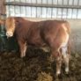 Bulls Image 2