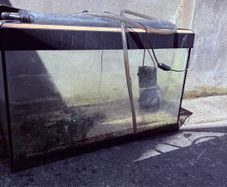 Free to collect Fish Tank