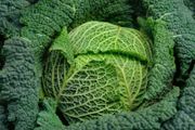 (C) Savoy Cabbage Vertus 2 seeds 1g (122585)