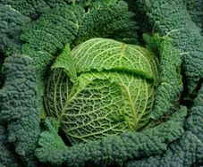 (C) Savoy Cabbage Vertus 2 seeds 1g (122585)