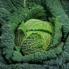 (C) Savoy Cabbage Vertus 2 seeds 1g (122585)
