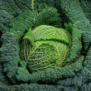 (C) Savoy Cabbage Vertus 2 seeds 1g (122585)