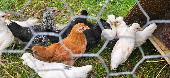 Chicks