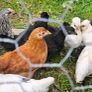 Chicks Image 3