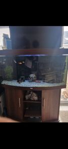 fish aquarium