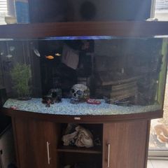 fish aquarium