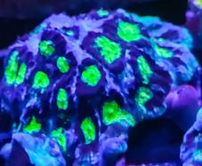 Green eye favia