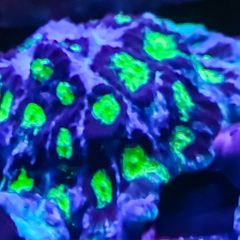 Green eye favia