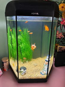 Fish Tank
