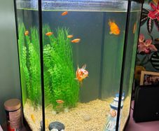 Fish Tank