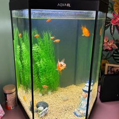 Fish Tank