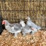pekin bantams Image 4