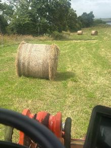 Hay