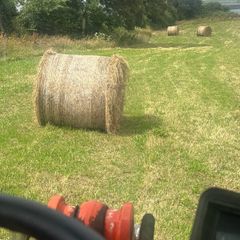 Hay