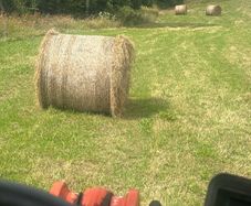 Hay