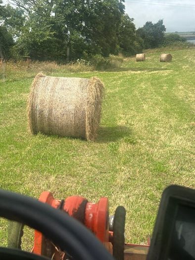 Hay