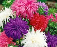 (A) Aster Ostrich Feather Mixed seeds 1g (180023)