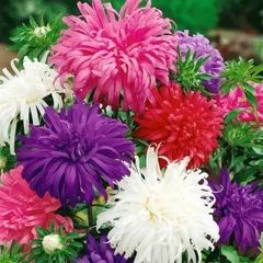 (A) Aster Ostrich Feather Mixed seeds 1g (180023)