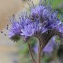 Lacy phacelia seeds 1Kg Image 2