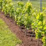 Beech hedge plants Image 3