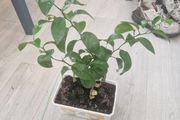 orange plant