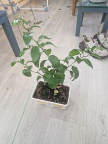 orange plant