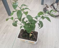 orange plant