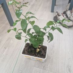 orange plant