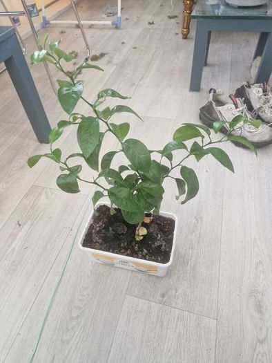 orange plant