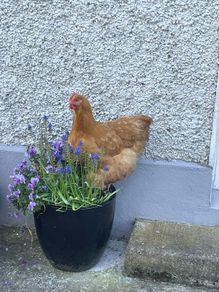 Hatching Eggs - Buff Orpington