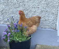 Hatching Eggs - Buff Orpington