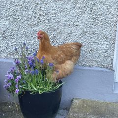 Hatching Eggs - Buff Orpington
