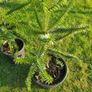 Araucaria Image 3