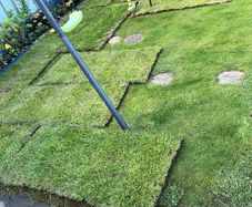 Lawn turf