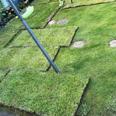 Lawn turf