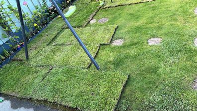 Lawn turf