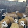 Texel ewe lambs & gimmers for sale privately Image 5