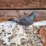 Pet pigeon for sale Image 6