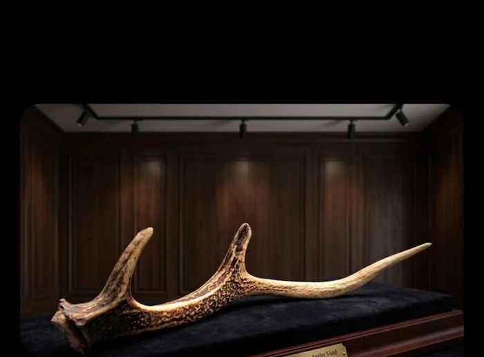 Wild Irish Red Deer Antler