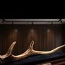 Wild Irish Red Deer Antler Image 7