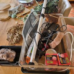 Reptile snake hides heat lamp