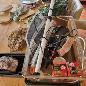 Reptile snake hides heat lamp