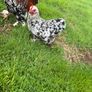 Millefleur Pekin Bantam pair with house Image 5