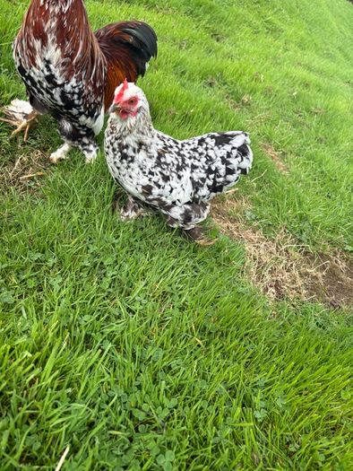 Millefleur Pekin Bantam pair with house