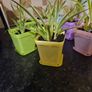 house plant Image 3
