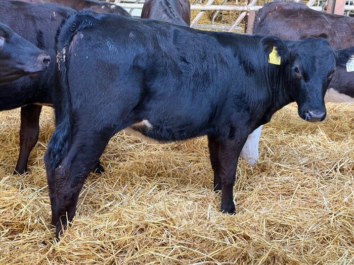 31 Properly Well Fed Calves