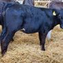 31 Properly Well Fed Calves Image 10