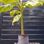 "Musa Basjo " banana tree Image 10